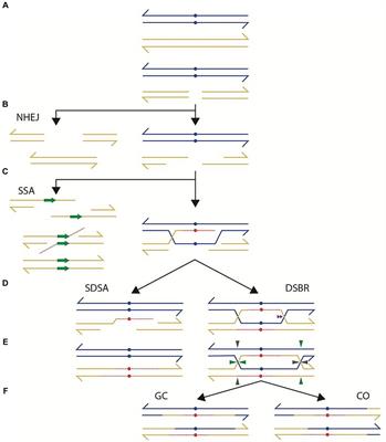 Prevalent role of homologous recombination in the repair of specific double-strand breaks in Rhizobium etli